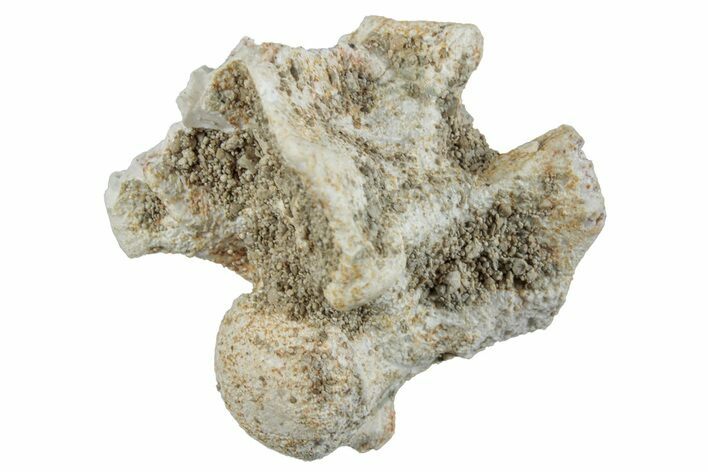 Fossil Sea Snake (Palaeophis) Vertebra - Morocco #261612